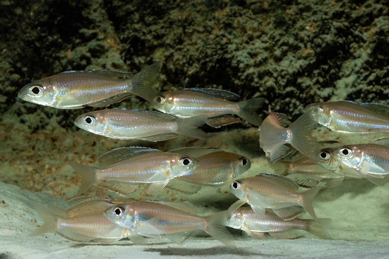 Trematocara marginatum 'Kigoma area'